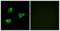 CHRM4 / M4 Antibody (aa236-285)