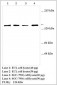 PIK3CG / PI3K Gamma Antibody