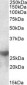 LGALS3 / Galectin 3 Antibody (Internal)