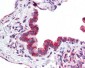 MICU1 / CBARA1 Antibody (Internal)