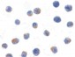 CHUK / IKKA / IKK Alpha Antibody (aa716-734)