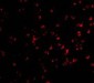 CHUK / IKKA / IKK Alpha Antibody (aa716-734)