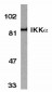 CHUK / IKKA / IKK Alpha Antibody (aa716-734)