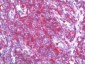 STAT1 Antibody (clone AT1FA)