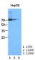 STAT1 Antibody (clone AT1FA)
