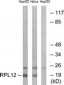 RPL12 Antibody (aa61-110)