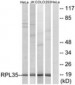 RPL35 Antibody (aa51-100)