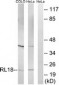 RPL18 Antibody (aa111-160)
