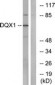 DQX1 Antibody (aa551-600)