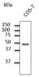 GJA1 / CX43 / Connexin 43 Antibody (C-Terminus)