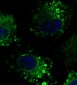 CANX / Calnexin Antibody (C-Terminus)