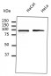 CANX / Calnexin Antibody (C-Terminus)