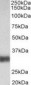 SFTPA1 + SFTPA2 Antibody (aa102-115)