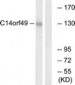 SYNE3 / C14orf49 Antibody (aa169-218)