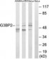 G3BP2 Antibody (aa433-482)