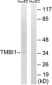 TMBIM1 Antibody (aa251-300)