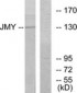 JMY Antibody (aa931-980)