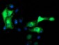 MAPRE2 / EB2 Antibody (clone 1F3)