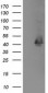 MAPRE2 / EB2 Antibody (clone 1F3)