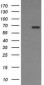 CD105 Antibody (clone 8A1)
