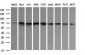 CD105 Antibody (clone 8A1)