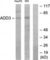 ADD3 Antibody (aa431-480)