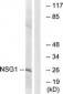 NSG1 Antibody (aa112-161)