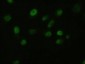 FGF2 / Basic FGF Antibody (clone 3D9)