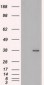 FGF2 / Basic FGF Antibody (clone 3D9)