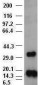 FGF2 / Basic FGF Antibody (clone 3D9)