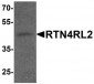 RTN4RL2 Antibody (C-Terminus)