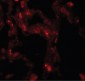 DDC / DOPA Decarboxylase Antibody (C-Terminus)