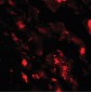 IL36B Antibody (C-Terminus)