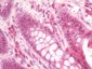 IL36B Antibody (C-Terminus)