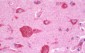 AIMP1 / EMAP II Antibody (C-Terminus)
