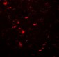 MAP1LC3B / LC3B Antibody (N-Terminus)