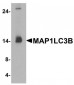 MAP1LC3B / LC3B Antibody (N-Terminus)