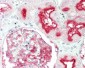 MME / CD10 Antibody (clone G27-P)