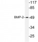 BMP2 Antibody (Pro275)