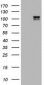 c-Kit / CD117 Antibody (clone 9A11)