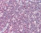 PSMB10 Antibody (Internal)