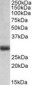 FGF5 Antibody (C-Terminus)