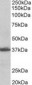 AIMP1 / EMAP II Antibody (aa137-149)