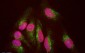 LAMP1 / CD107a Antibody (clone 6E2)