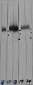 LAMP1 / CD107a Antibody (clone 6E2)