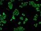 CRYAB / Alpha B Crystallin Antibody (clone 6D11)