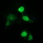 CD163 Antibody (clone 2G12)