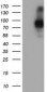 PECAM-1 / CD31 Antibody (clone 1H6)