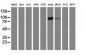 PECAM-1 / CD31 Antibody (clone 1H6)