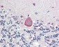 HOXA10 Antibody (aa152-165)